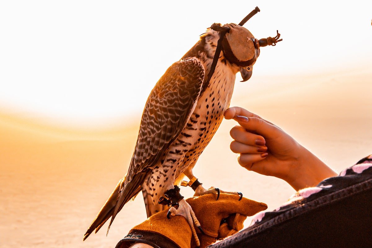 RAK Hot Air Balloon Tour - Falcon Experience